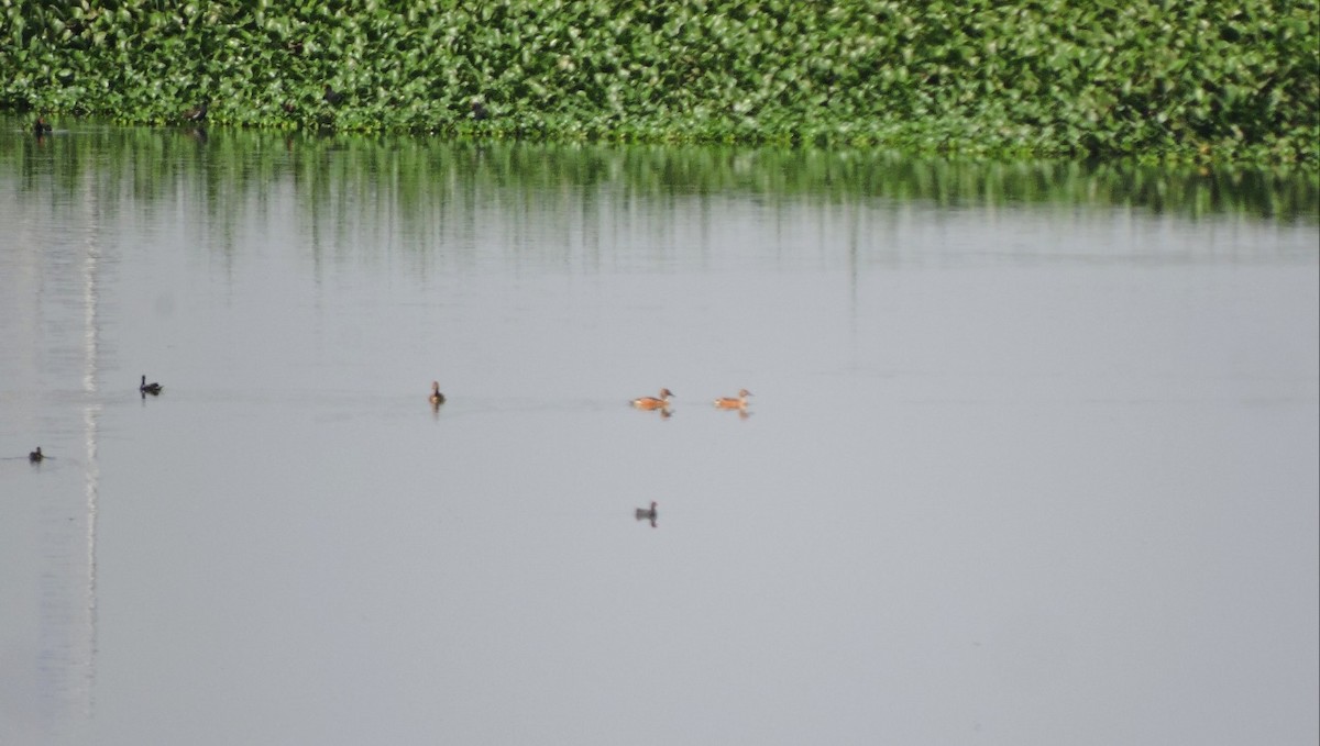 Fulvous Whistling-Duck - ML298082341
