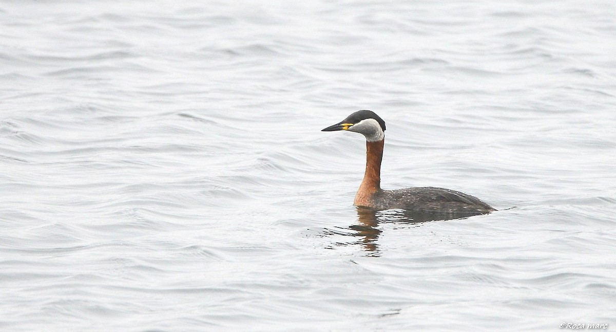 Red-necked Grebe - ML29809081