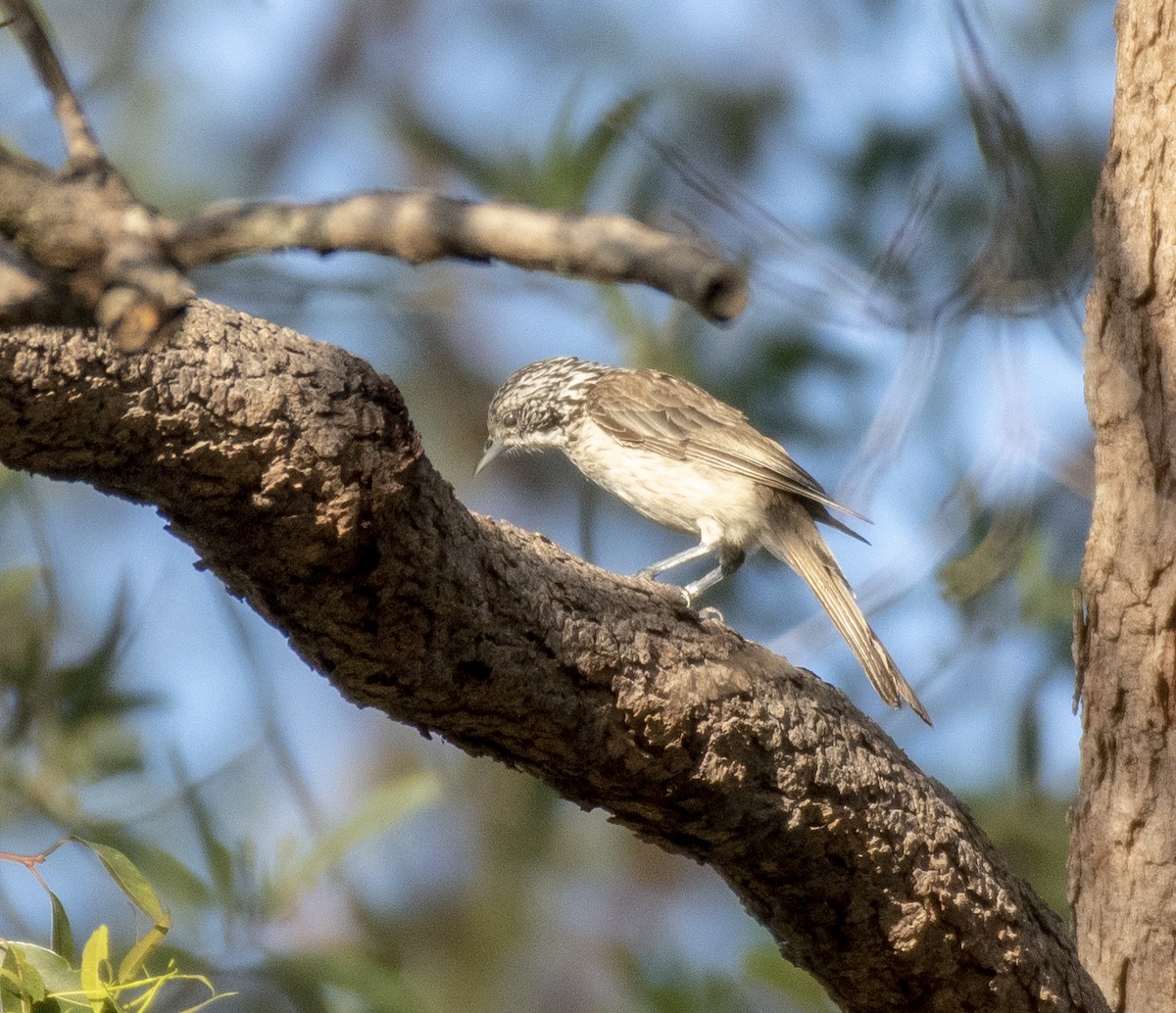 Striped Honeyeater - Campbell Paine