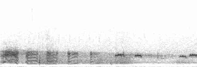 Желтоклювая шилохвость - ML298112