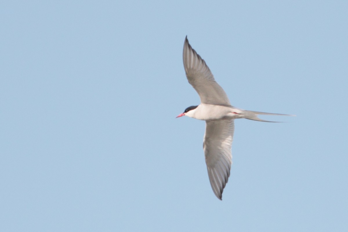 Arctic Tern - Geoff Malosh
