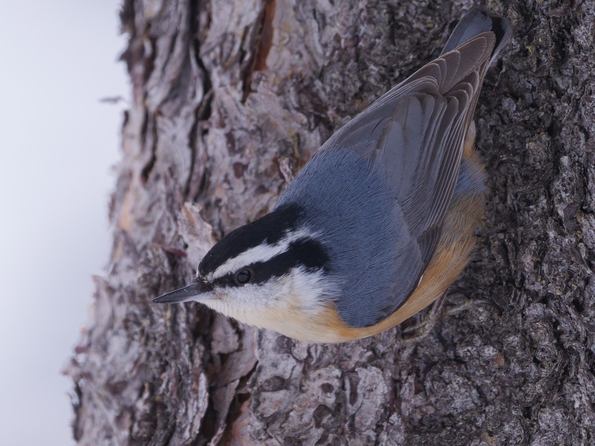 Red-breasted Nuthatch - ML298117911