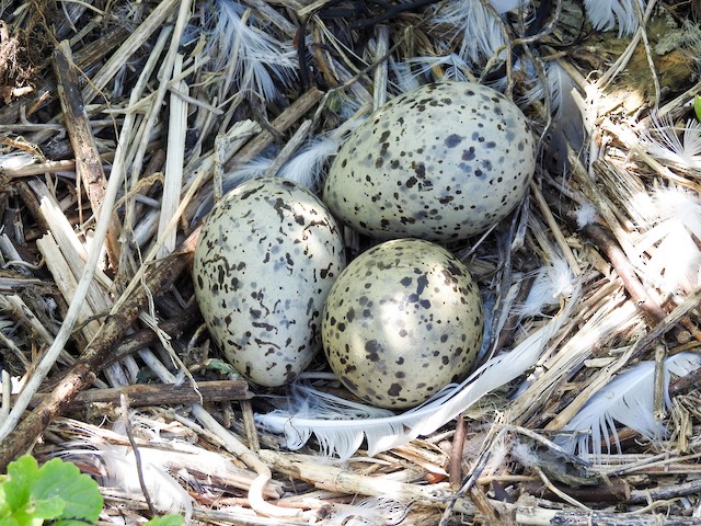 Herring Gull Nest and Eggs