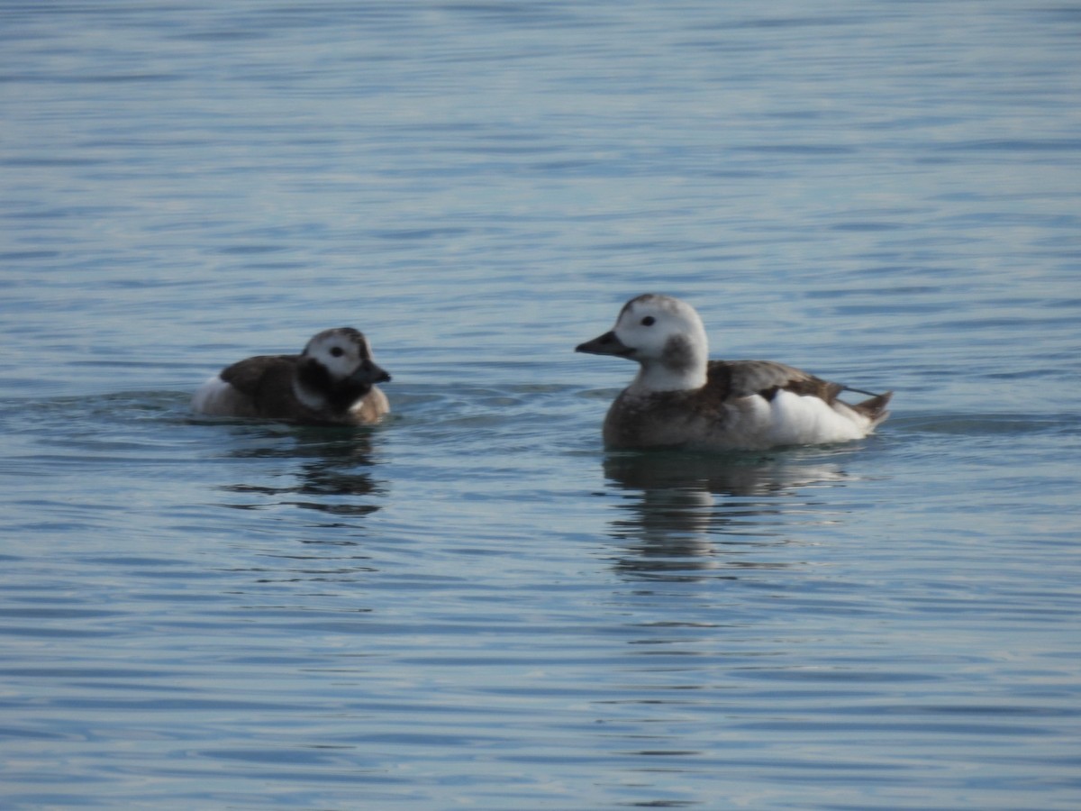 Long-tailed Duck - ML298126771