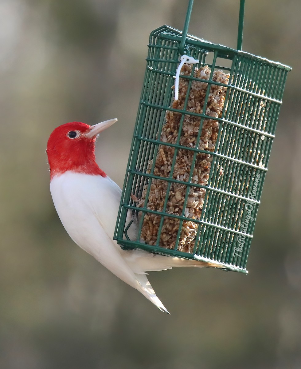 Red-headed Woodpecker - ML298127151