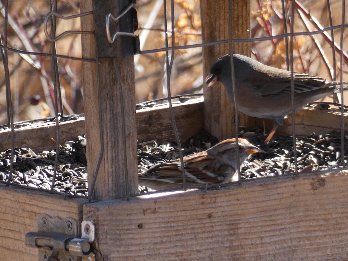 American Tree Sparrow - ML298130511
