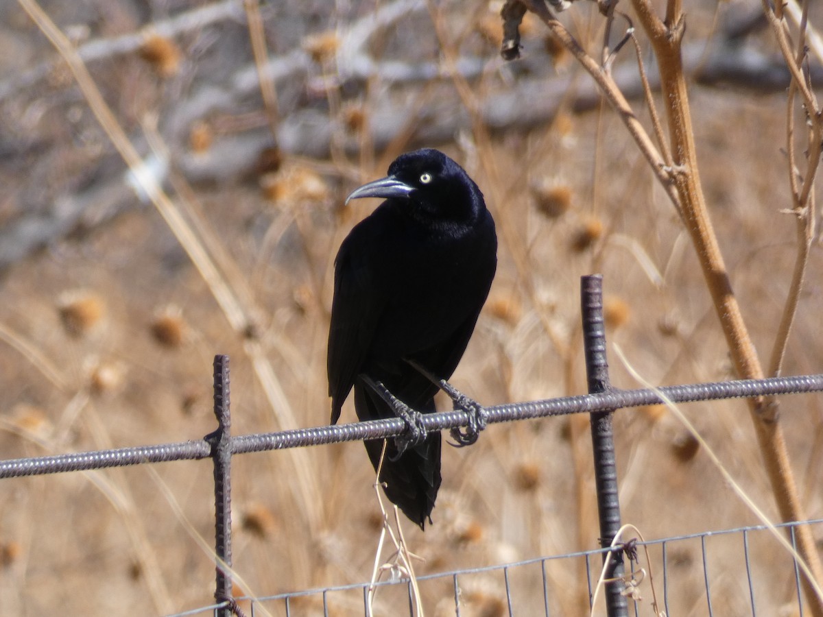 Great-tailed Grackle - ML298130571
