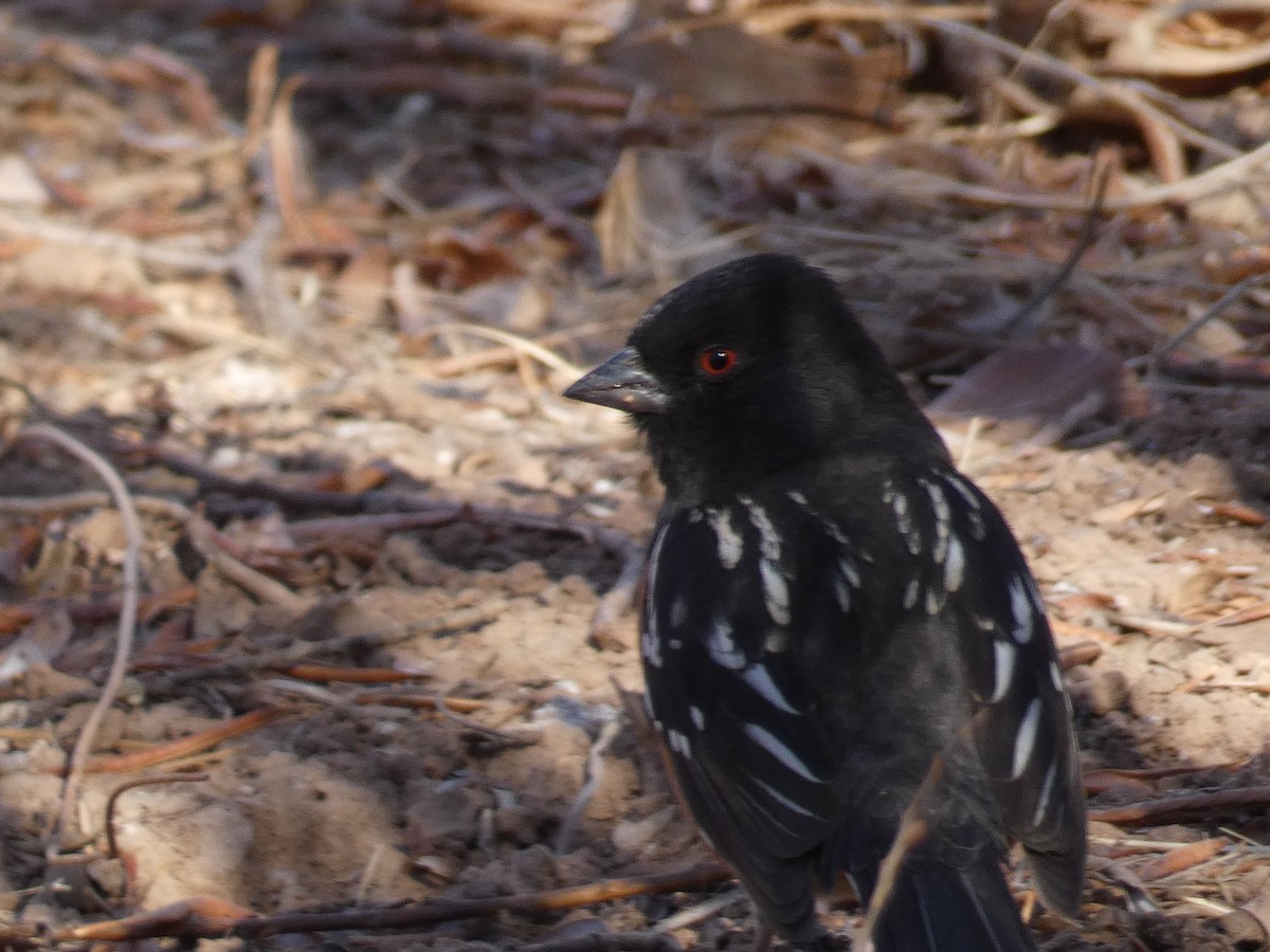 Spotted Towhee - ML298130611