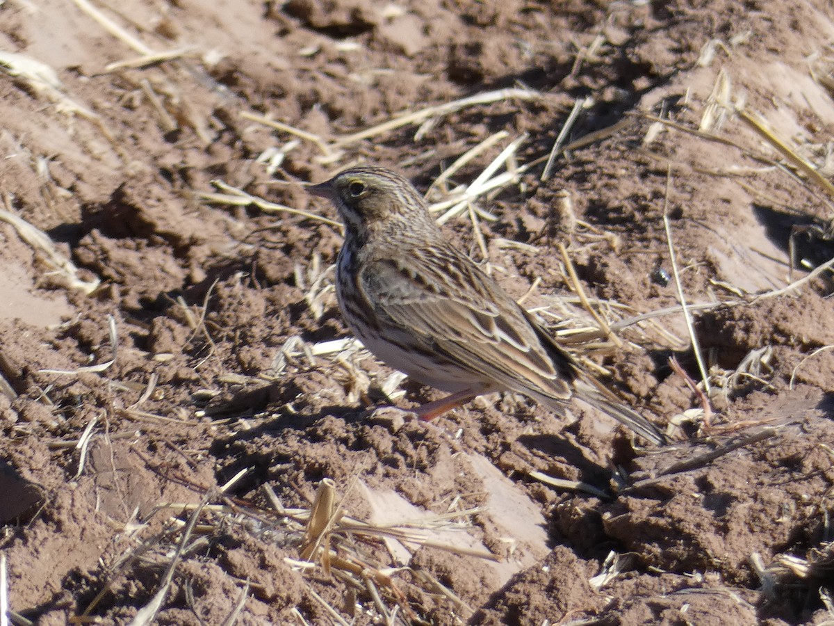 Savannah Sparrow - ML298130691