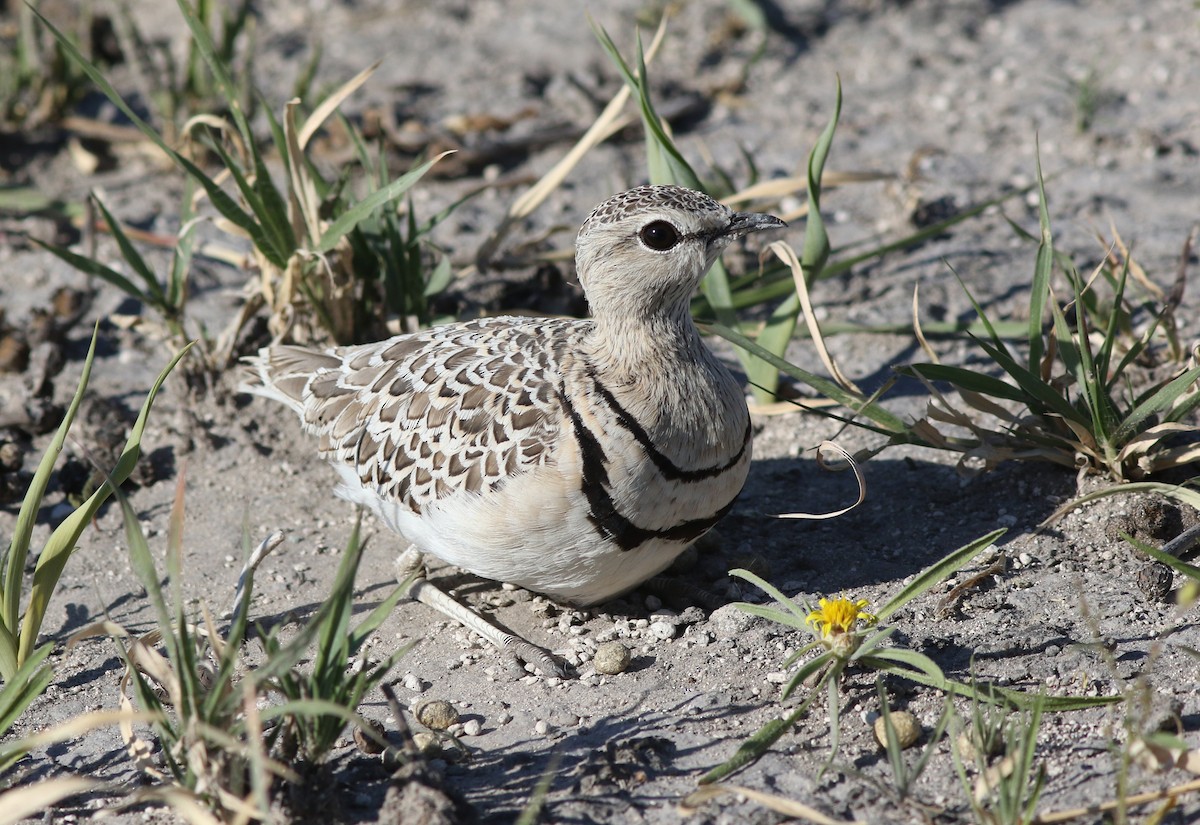 Double-banded Courser - ML298132101