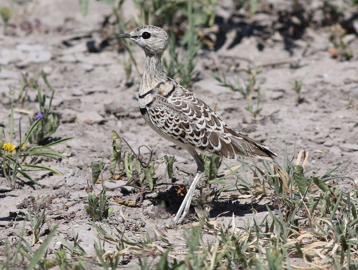 Double-banded Courser - ML298132141