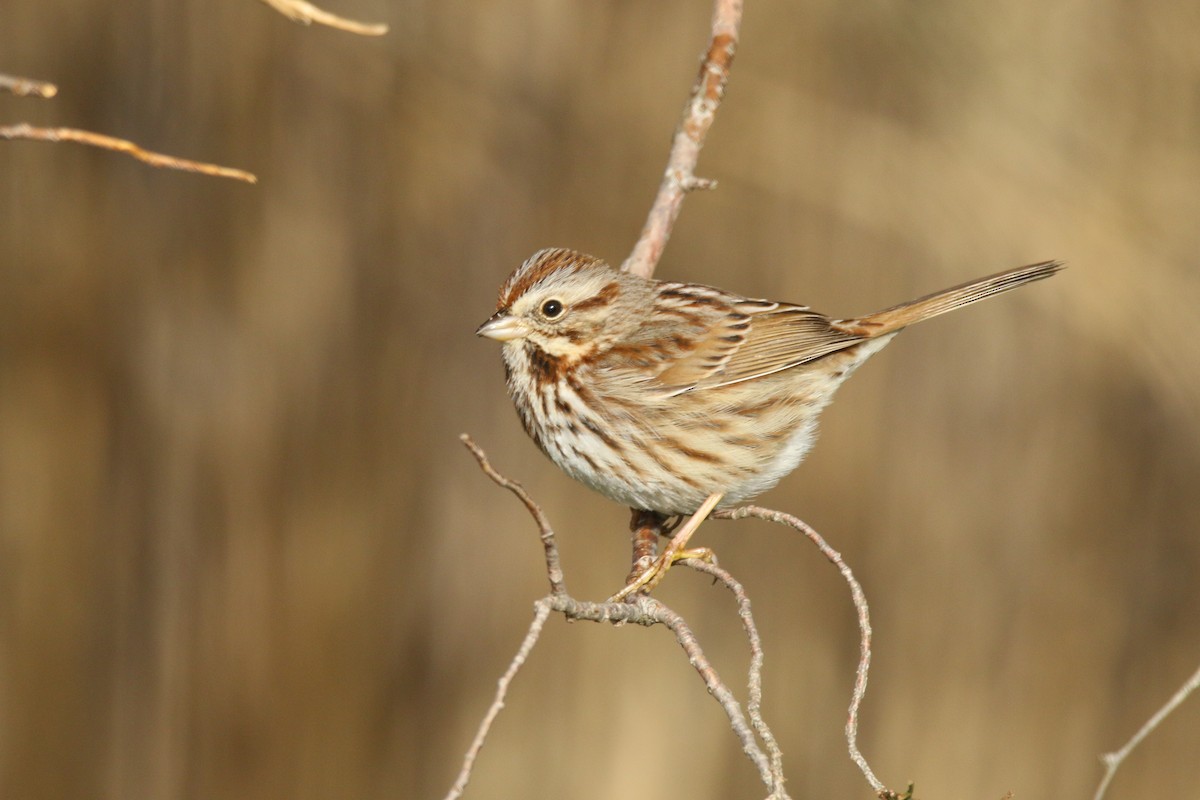 Song Sparrow - Devin Griffiths