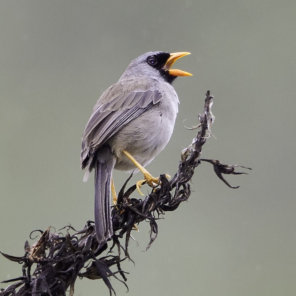 Gray-winged Inca-Finch - ML298144101