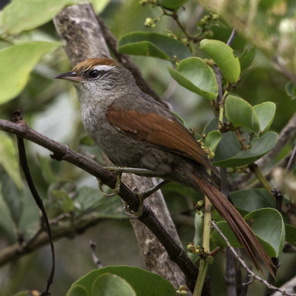 Line-cheeked Spinetail (Baron's) - Peter Hawrylyshyn
