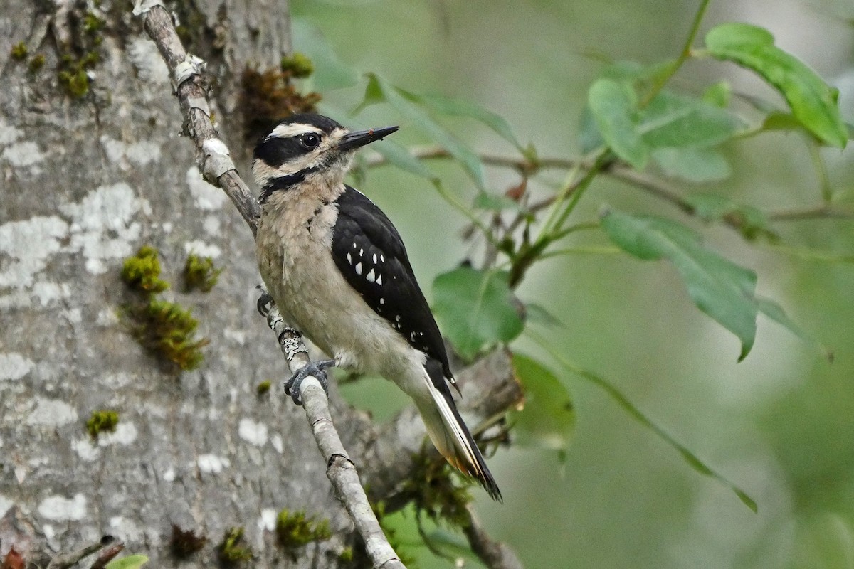Hairy Woodpecker (Pacific) - Grace Oliver