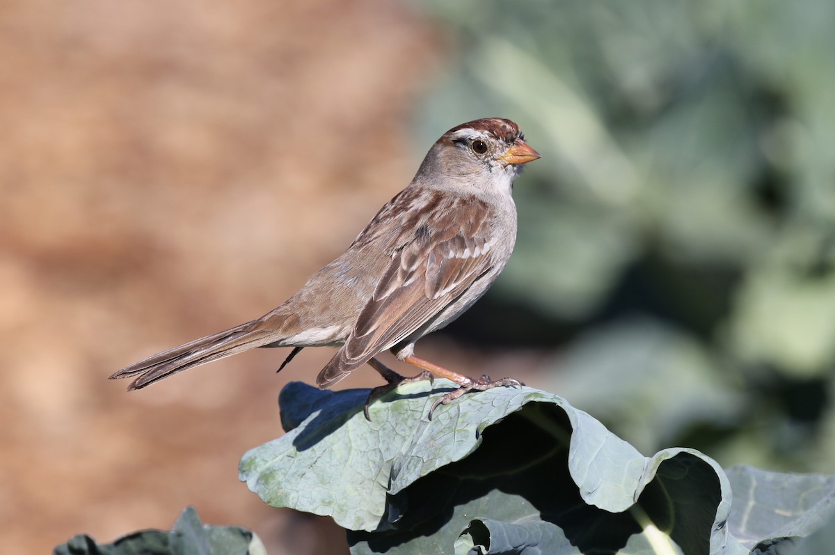 White-crowned Sparrow (Gambel's) - James (Jim) Holmes