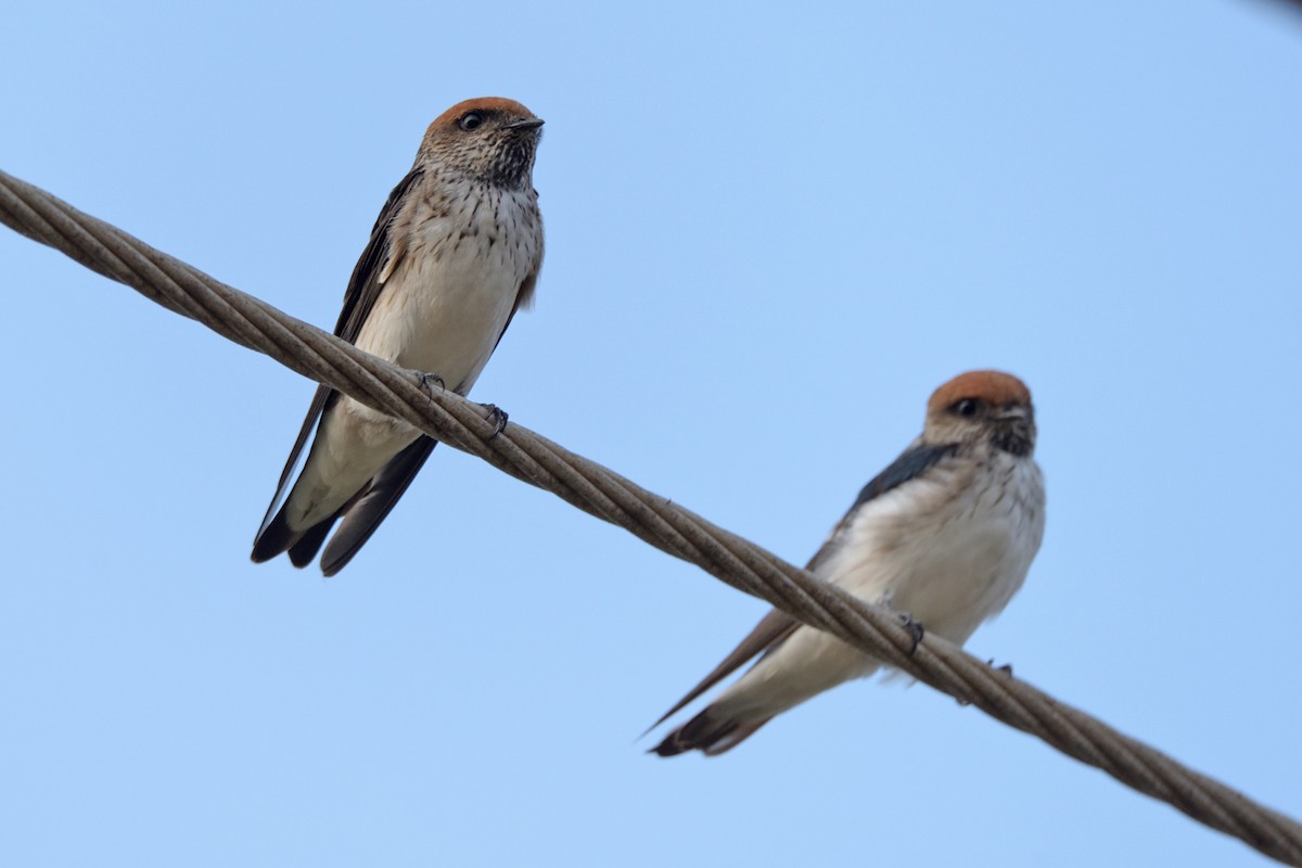 Streak-throated Swallow - Kishorenath T