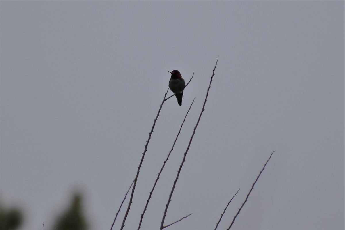 Anna's Hummingbird - ML298154061