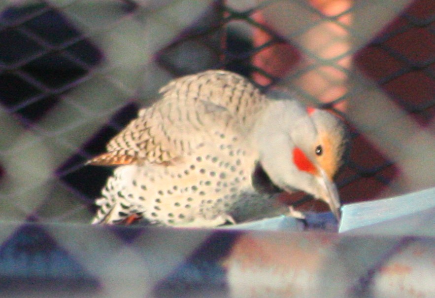 Northern Flicker (Yellow-shafted x Red-shafted) - ML298156431