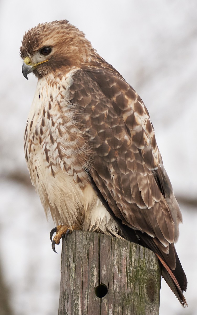 Red-tailed Hawk - XD Yang