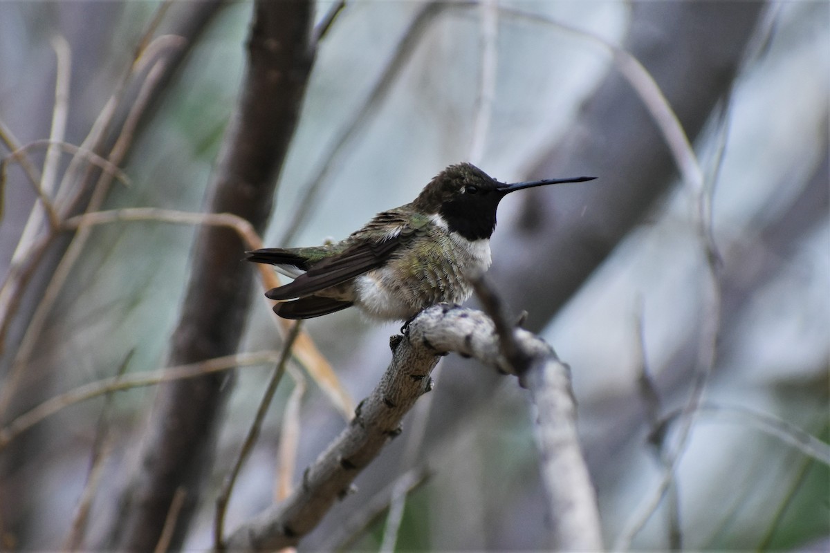 Black-chinned Hummingbird - Janae Radke