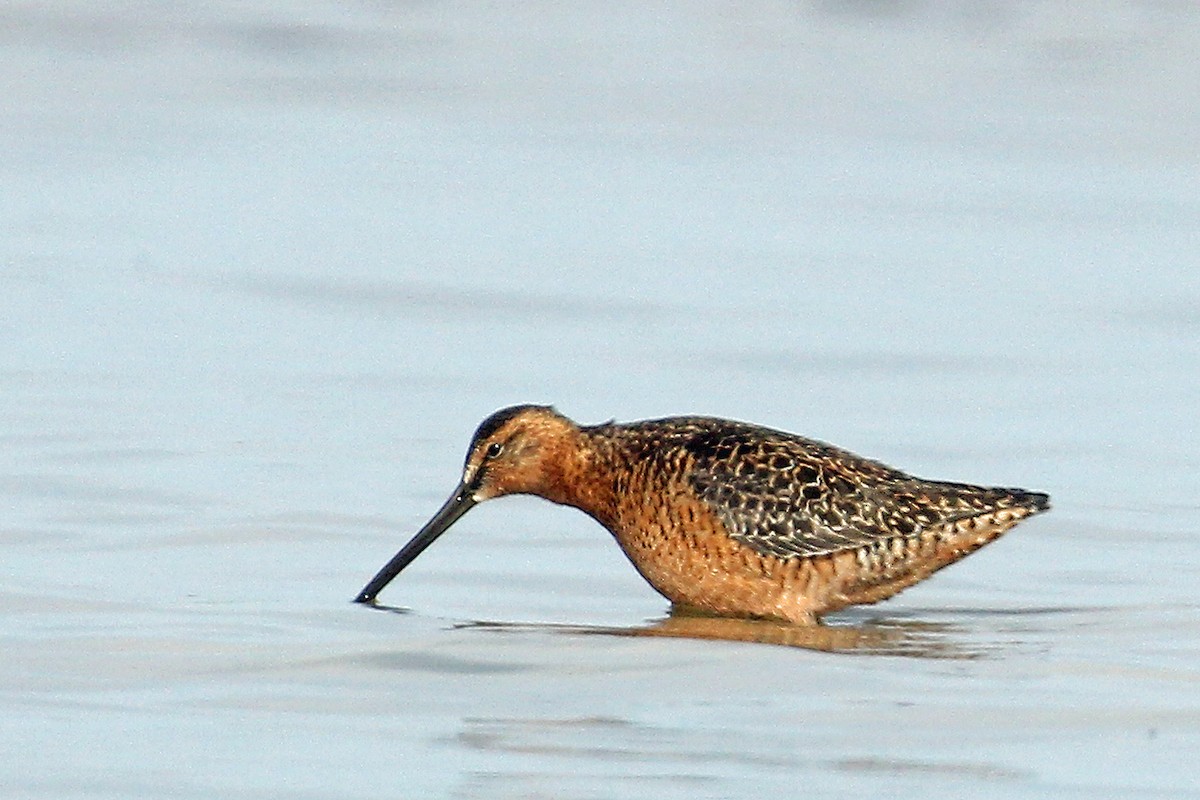 Long-billed Dowitcher - ML298163221