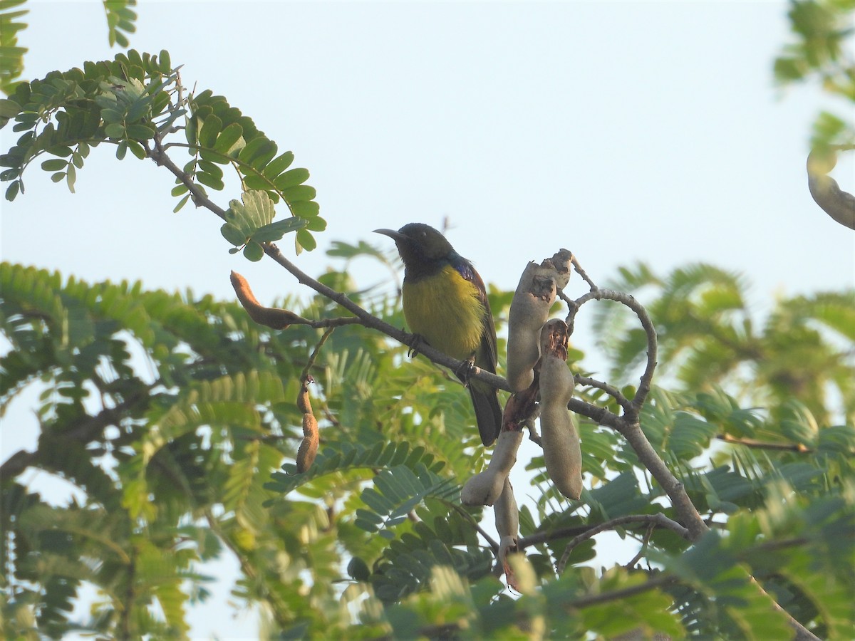 Brown-throated Sunbird - ML298167271