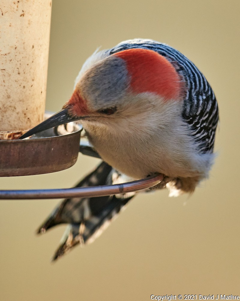 Red-bellied Woodpecker - ML298172821