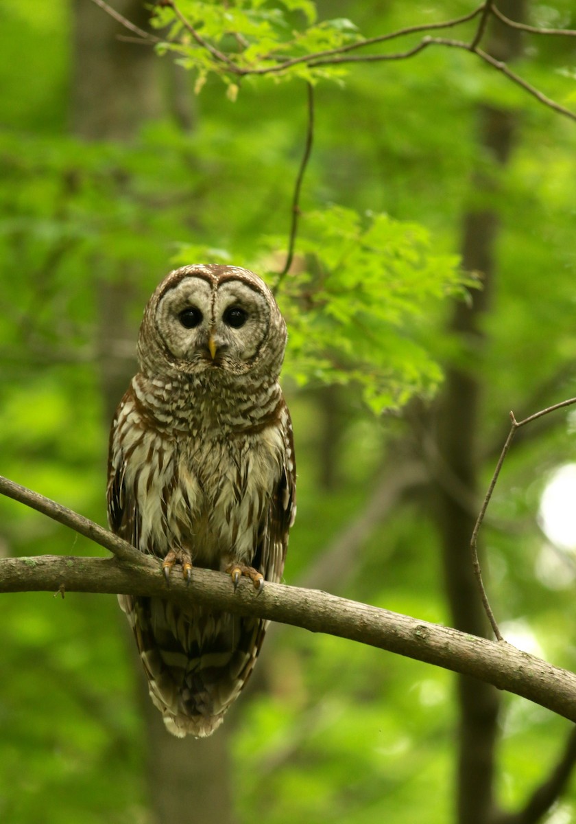 Barred Owl - Nathan Dubrow