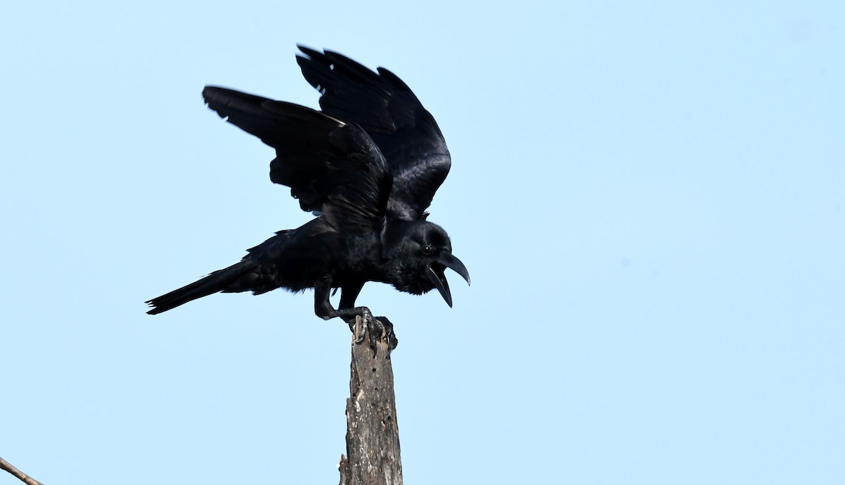 Large-billed Crow - mathew thekkethala