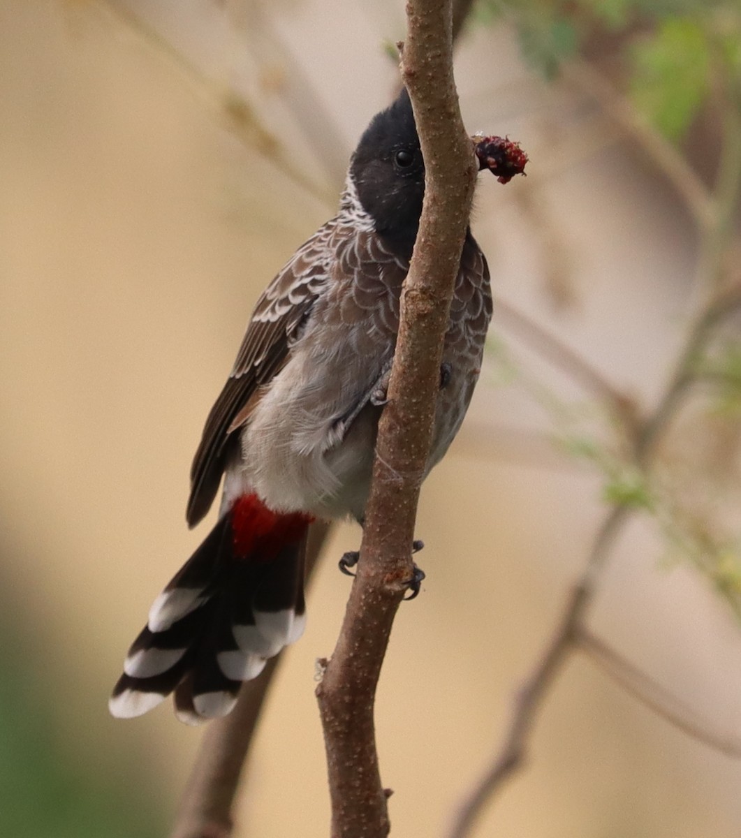 Red-vented Bulbul - ML298182471