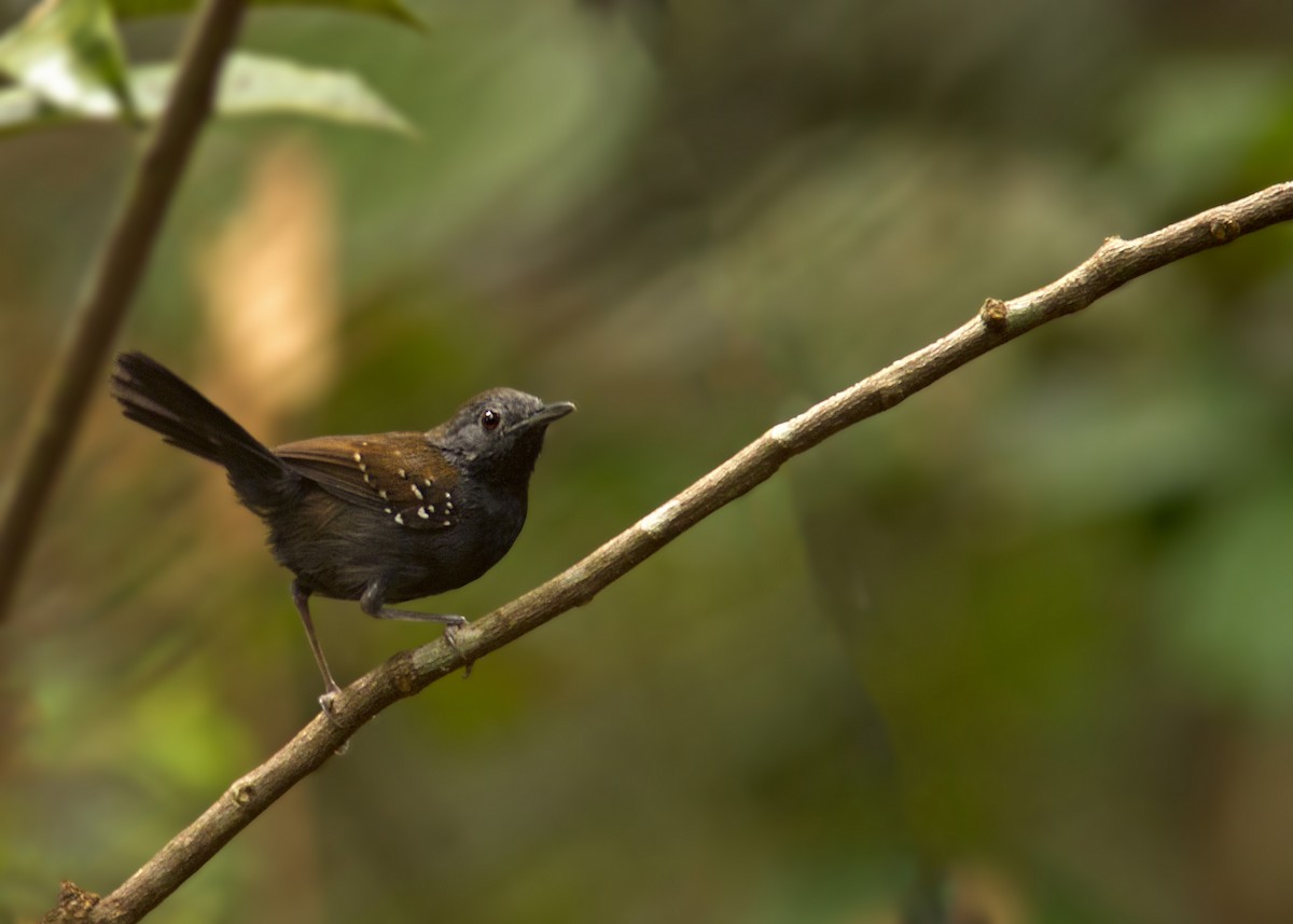 Black-throated Antbird - ML298183121