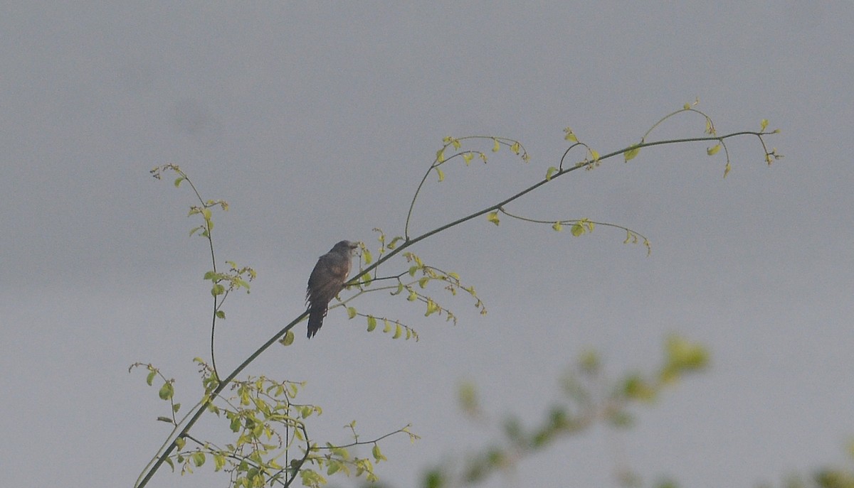 Gray-bellied Cuckoo - ML298188661