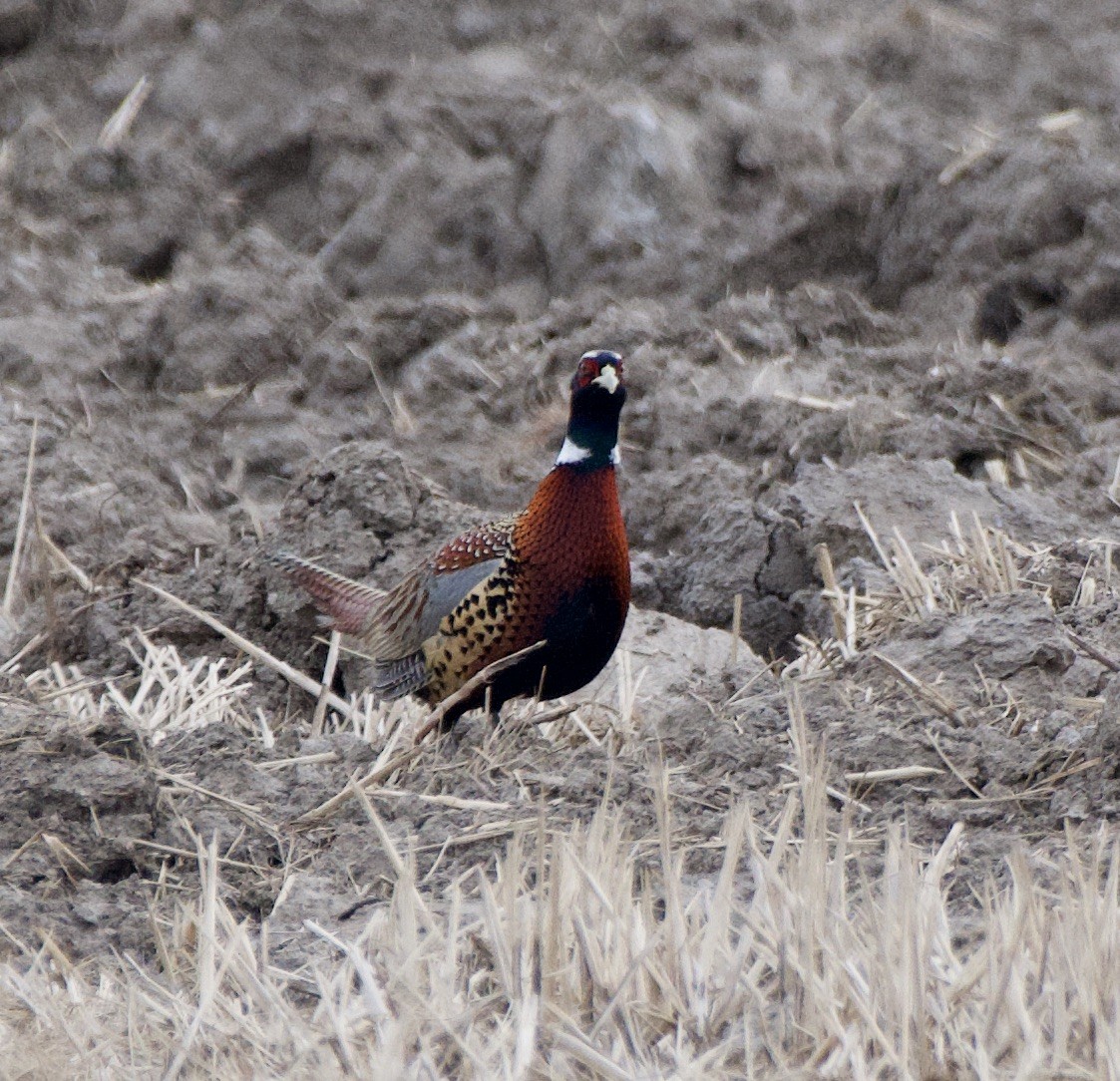 Ring-necked Pheasant - Zhaokuan Hao