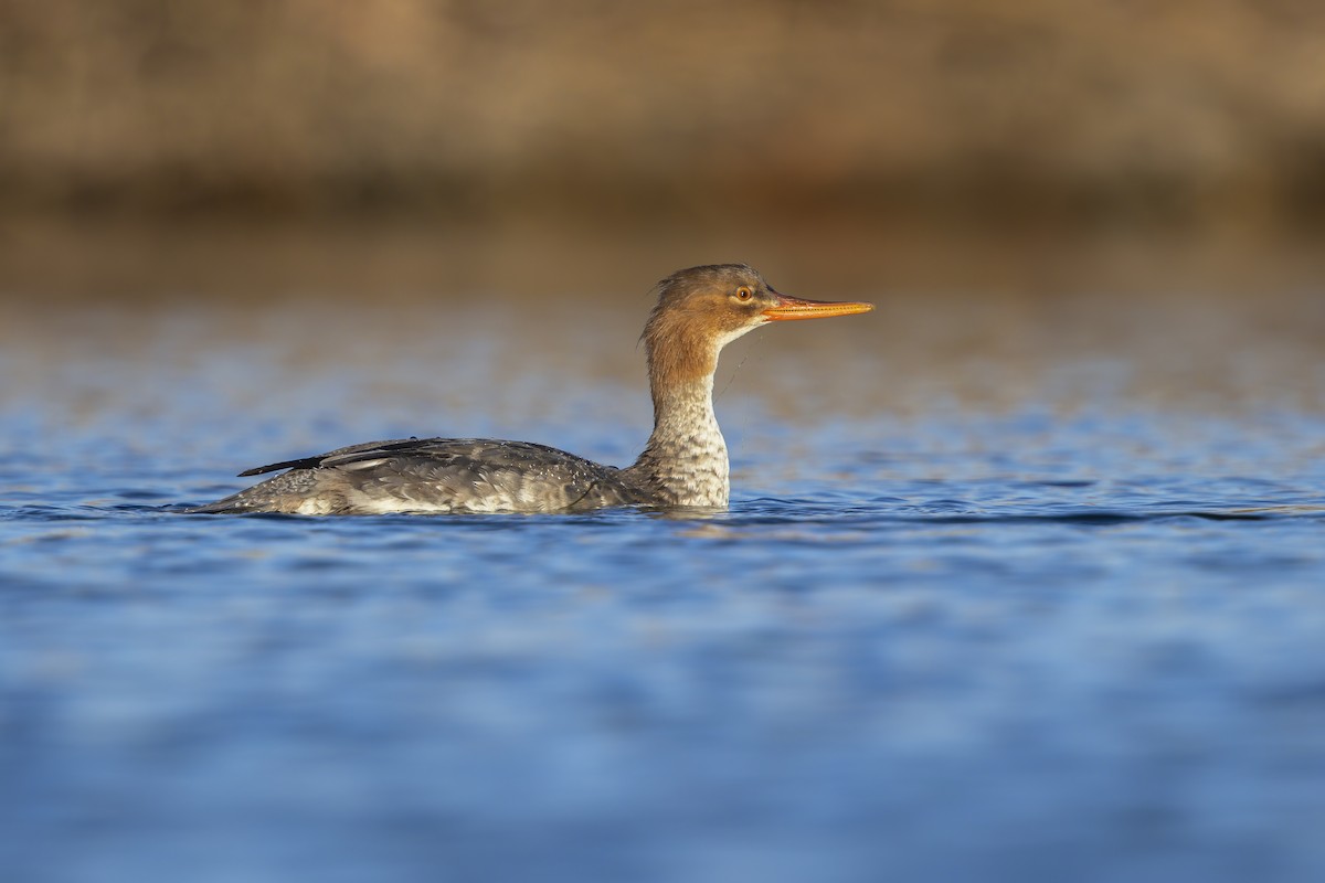 Red-breasted Merganser - Marco Valentini