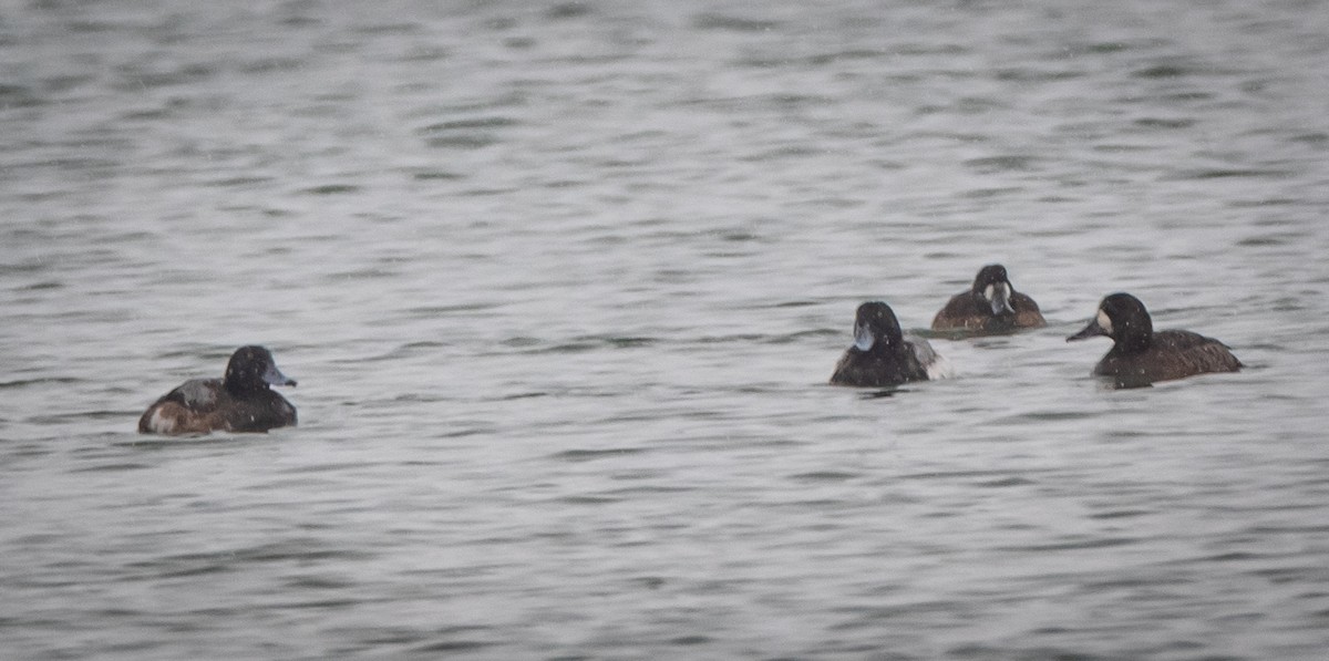 Greater Scaup - ML298198791