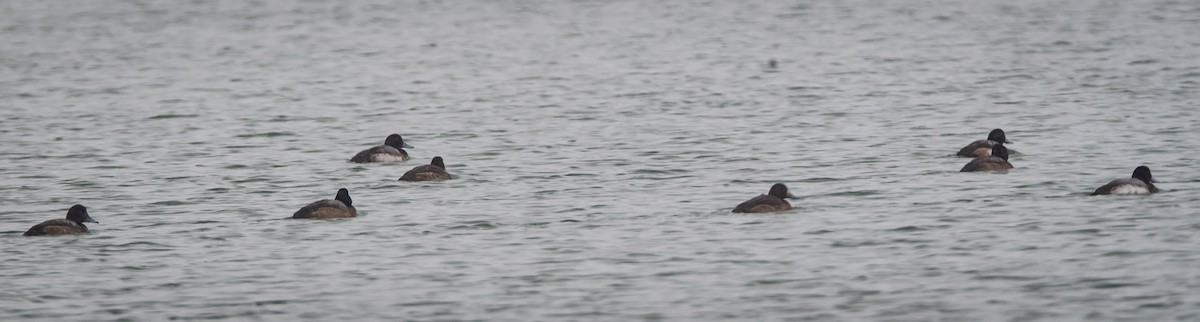 Greater Scaup - ML298198811