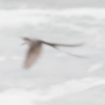 Fork-tailed Flycatcher - ML298199231