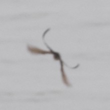 Fork-tailed Flycatcher - ML298199251