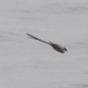 Fork-tailed Flycatcher - ML298199271