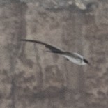 Fork-tailed Flycatcher - ML298199321
