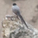 Fork-tailed Flycatcher - SBA County Historical Records