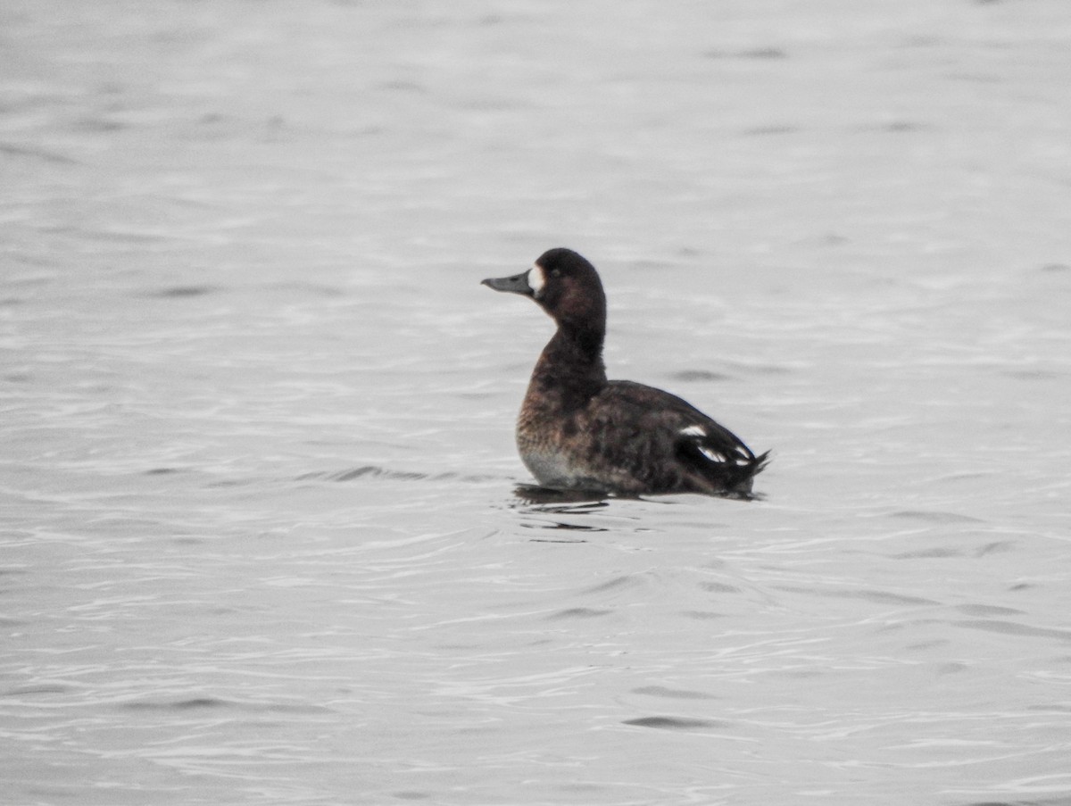 Greater Scaup - ML298199731