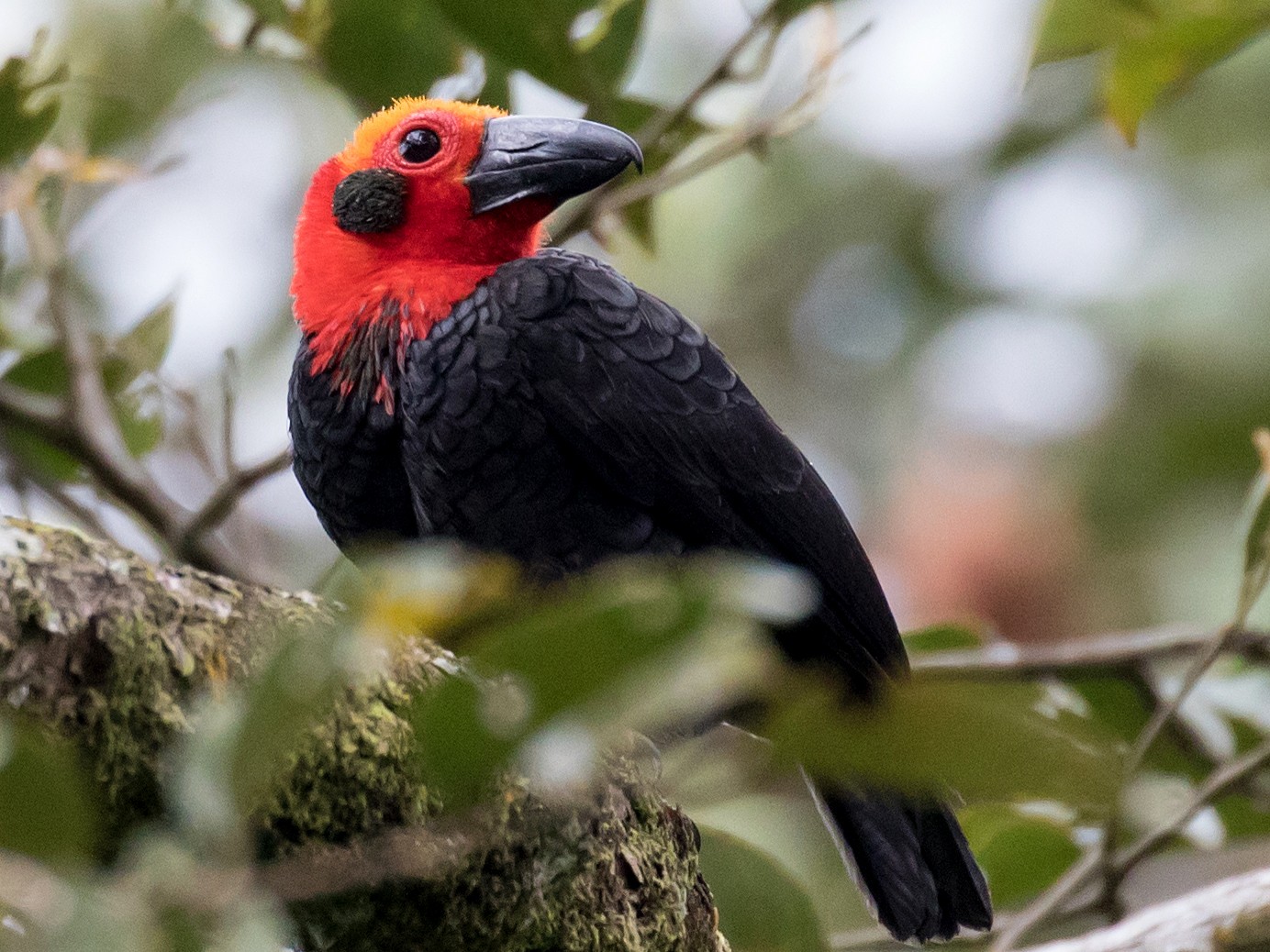 Bornean Bristlehead - Robert Lewis