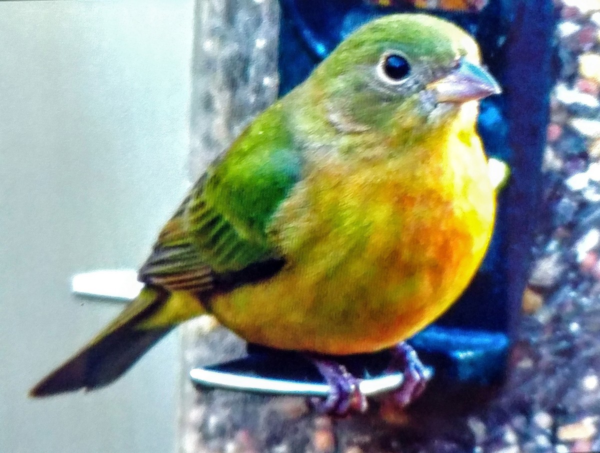 Painted Bunting - ML298208701