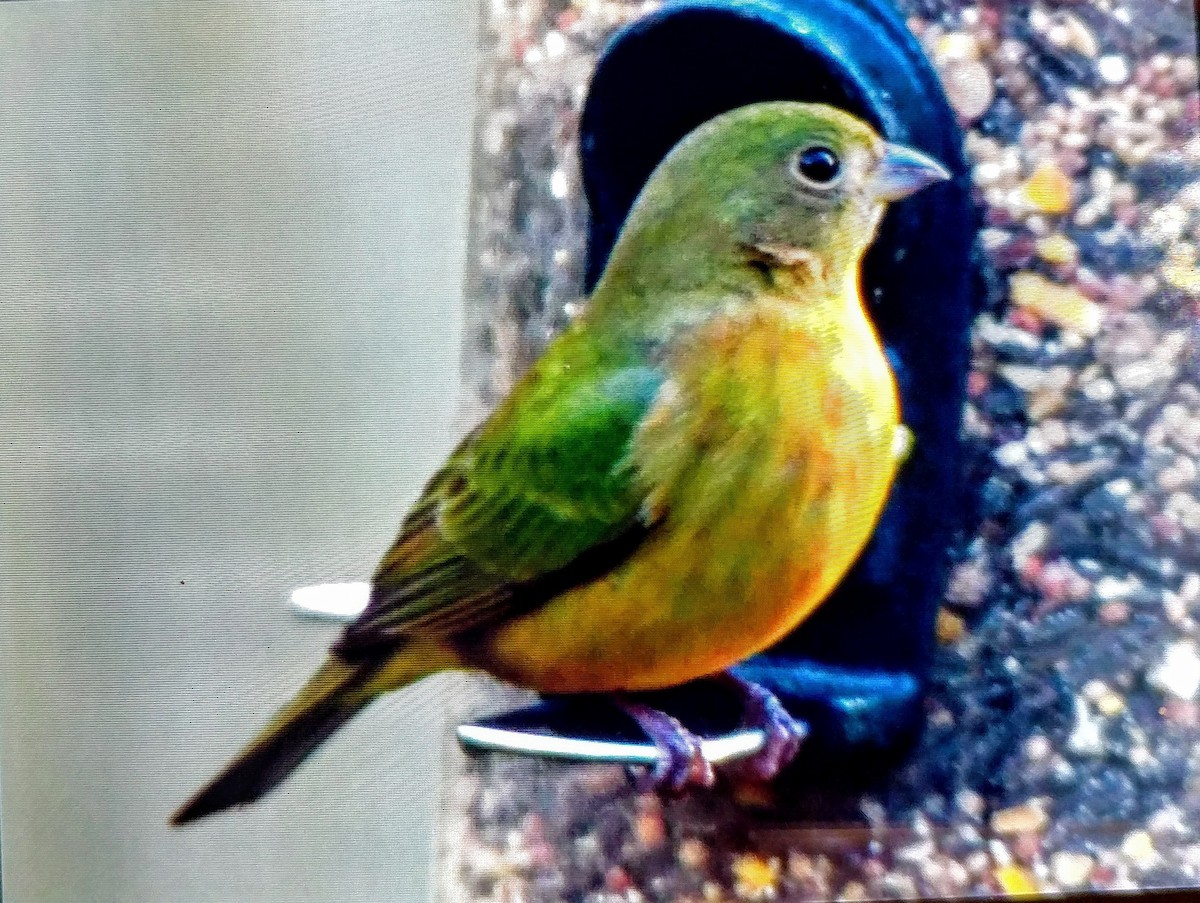 Painted Bunting - ML298208741
