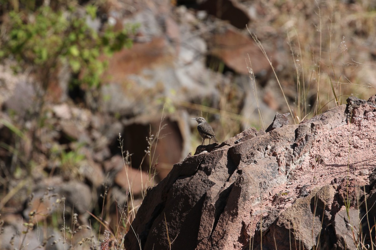Rock Wren (Central American) - ML298210901