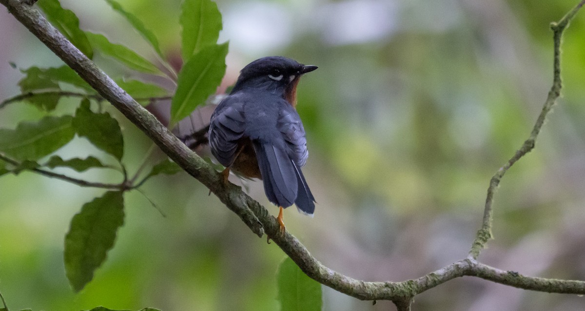 Rufous-throated Solitaire - ML298215241