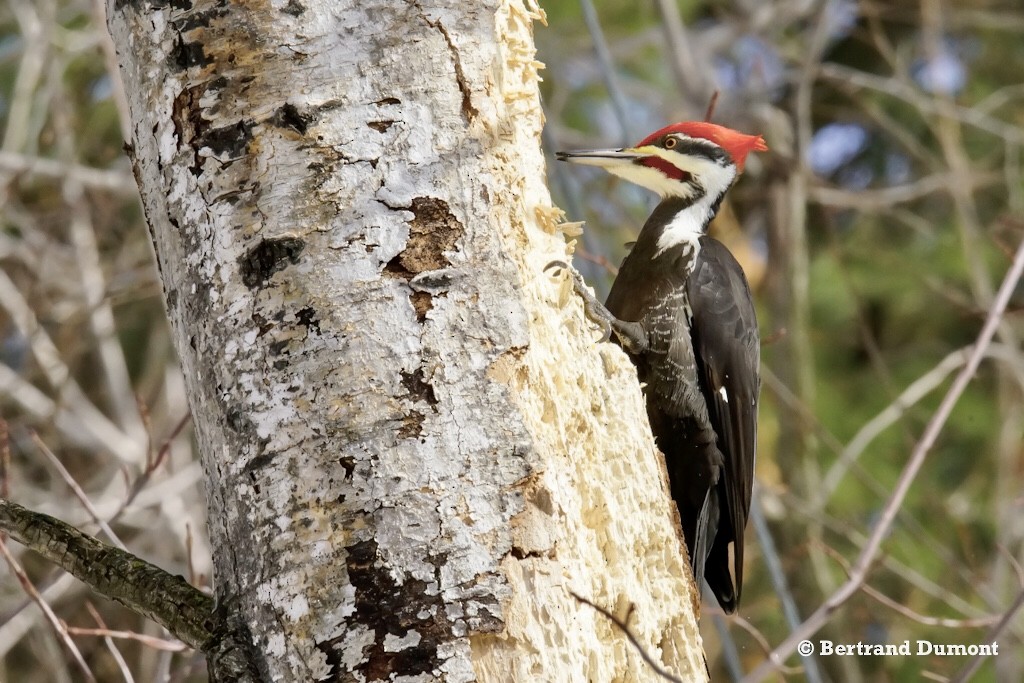 Pileated Woodpecker - Bertrand Dumont