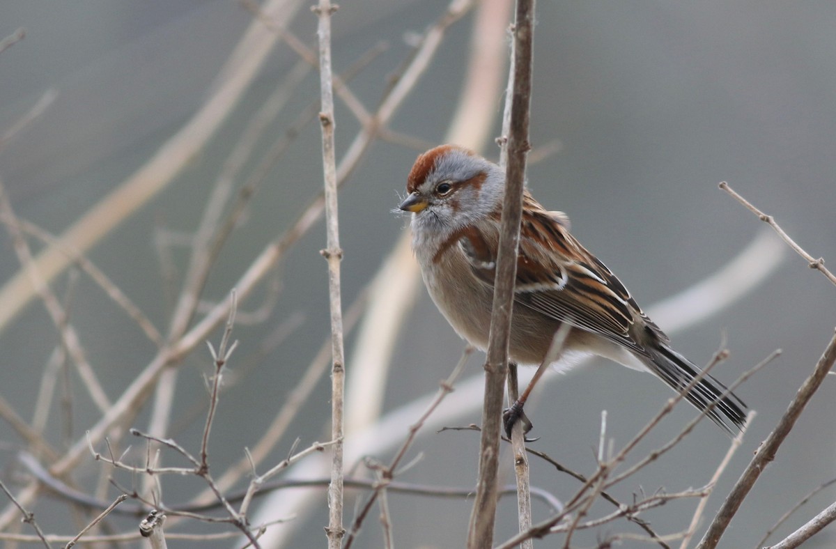American Tree Sparrow - Shawn Billerman